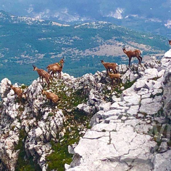 fauna selvatica abruzzo